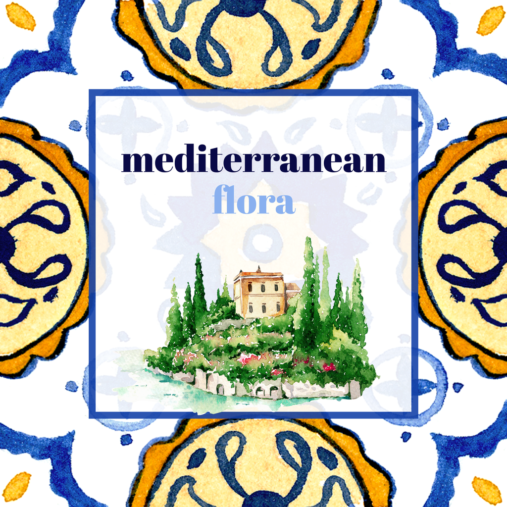 MEDITERRANEAN FLORA